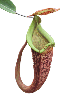 Nepenthes rafflesiana